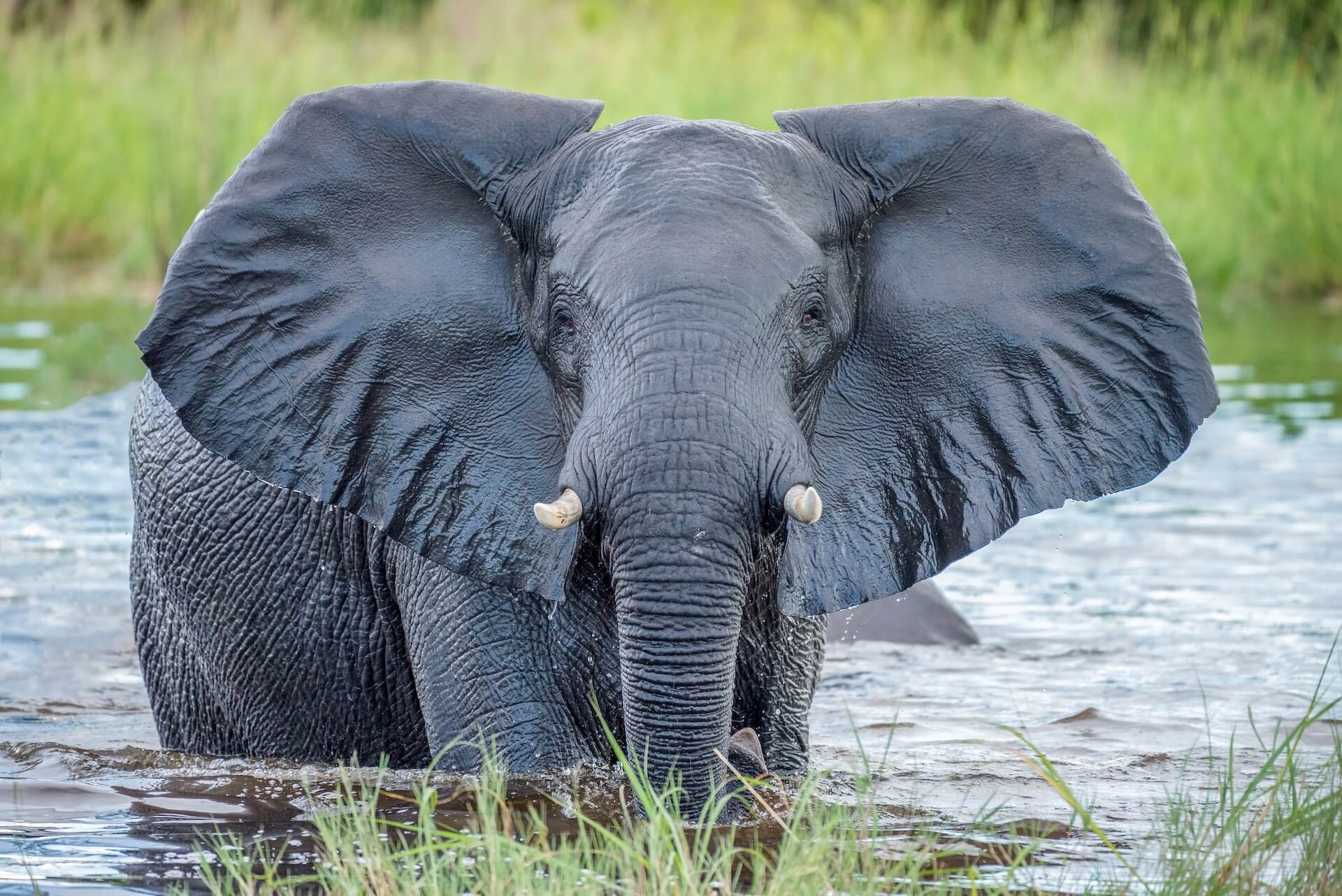 The beautiful elephants of Botswana